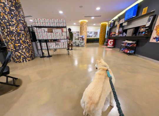 Dog looking at Corn Palace concession area