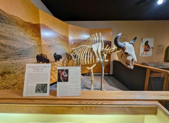 Bison Skeleton in an exhibit in Boehnen Memorial Museum