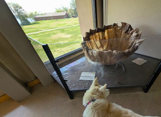 Husky in front of a bison hide boat