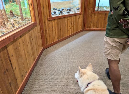 Husky looking at Miniature displays in Boehnen Memorial Museum