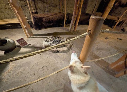 Husky looking at a fire pit in an exhibit showing what an Indian Village would have looked like.