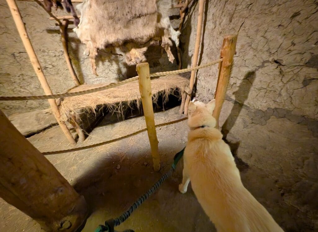 Husky looking at a hide drying in an "Indian Village"
