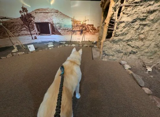 Husky looking at entrance to a mock Indian hut village