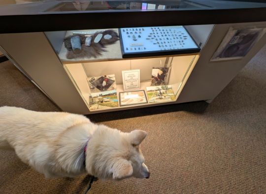 Husky walking near an exhibit of arrowheads in Boehnen Memorial Museum