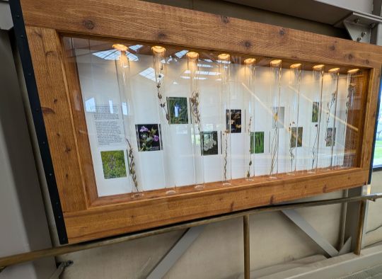 Plant display on the ramp inside the Thomsen Center Archeodome