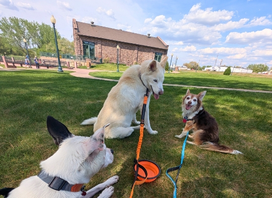  3 dogs sitting on grass in Falls Park