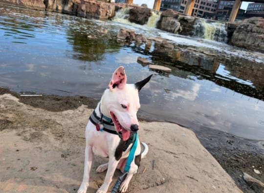 Black and white dog with Falls in the background at Falls Park