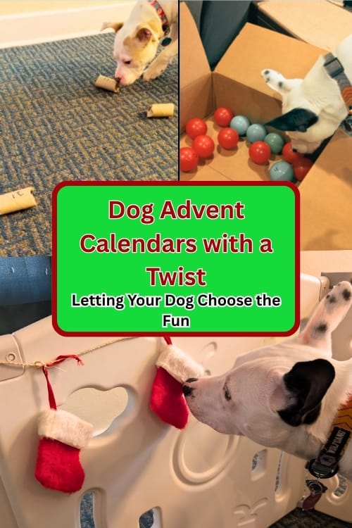 Advent Calendars for dogs: letting your dog choose the fun