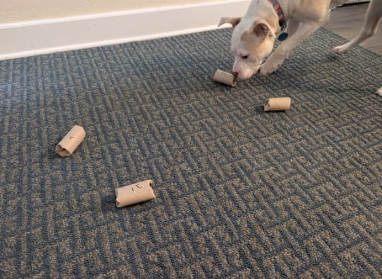 Dog picking a numbered cardboard tube as part of an interactive advent calendar for dogs