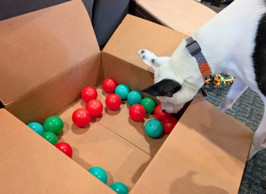 Dog sniffing out a numbered ball to pick an activity from a DIY dog advent Calendar