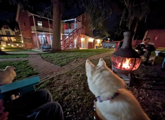 Dogs  sitting around  a fire pit waiting for a Gettysburg Ghost Tour to start
