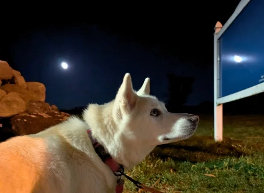 Husky near the Gettysburg  Battlefield 