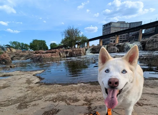 Husky-with-Falls-in-the-background-at-Falls-Park.