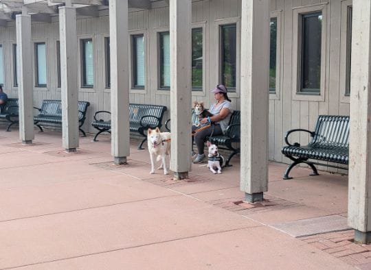 Woman and three dogs sitting on a bench under the overhang in front of the Falls Park Gift shop and Observation Tower
