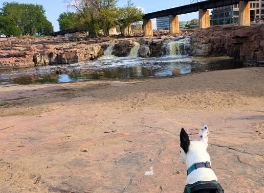 dog looking at some of the waterfalls in Falls Park
