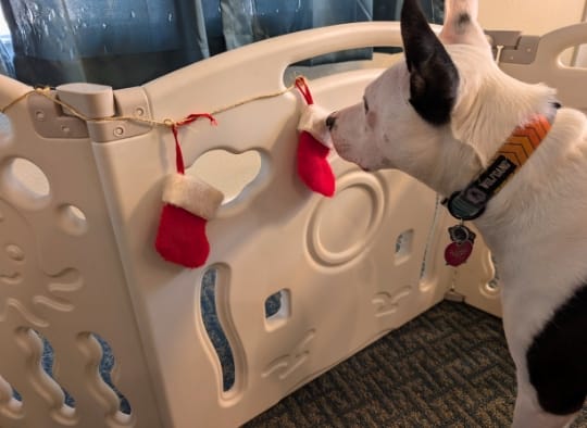 dog selecting a small stocking that is handing from twice as part of a advent calendar for dogs