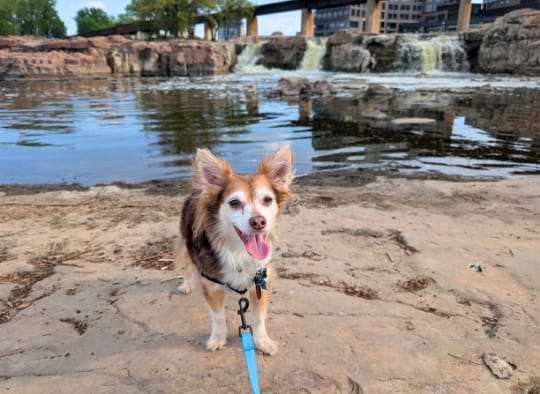 small brown and white dog with Falls in the background at Falls Park